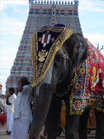 Srirangam Temple elephant